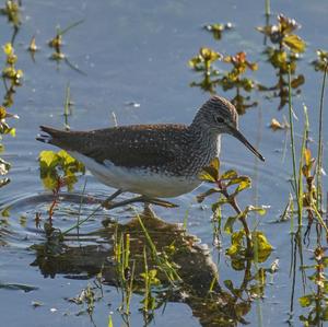 Waldwasserläufer