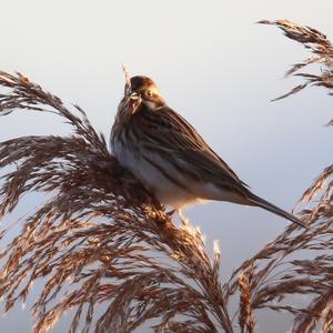 Reed Bunting