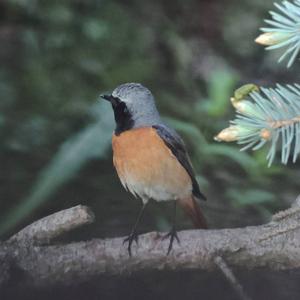 Common Redstart