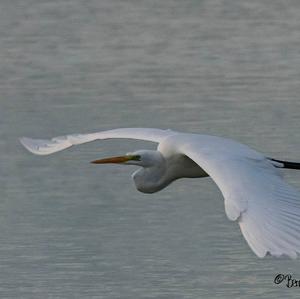 Great Egret