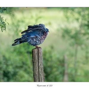 Common Wood-pigeon