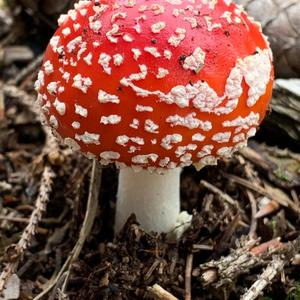 Fly Agaric