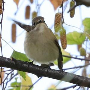 European Pied Flycatcher