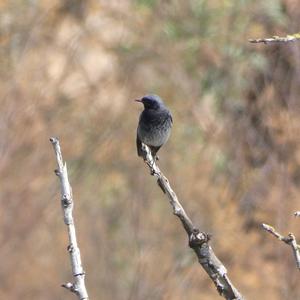 Black Redstart