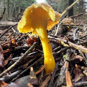 Trumpet Chanterelle