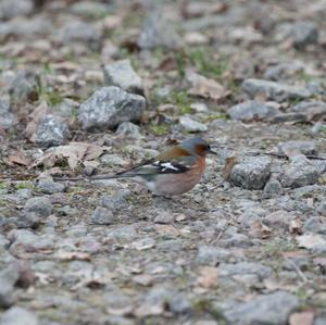 Eurasian Chaffinch