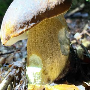 Summer Bolete