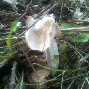 Fluted White Helvella