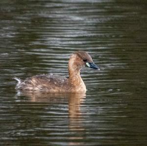 Little Grebe