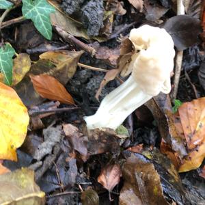 Fluted White Helvella