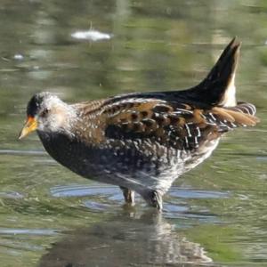 Spotted Crake