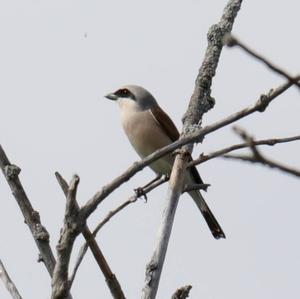 Red-backed Shrike