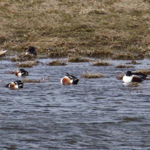 Northern Shoveler