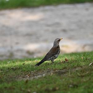 Fieldfare