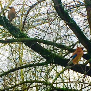 Eurasian Jay