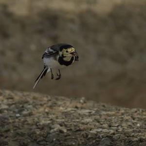 White Wagtail