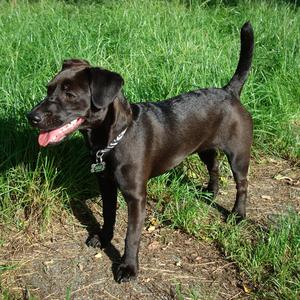 Unknown Breed