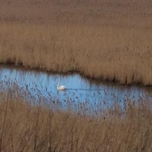 Mute Swan