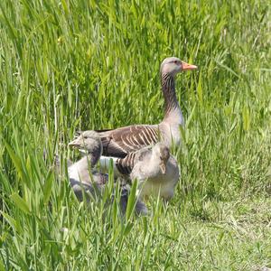 Greylag Goose