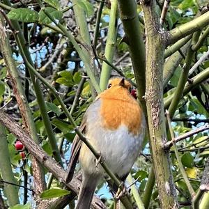 European Robin