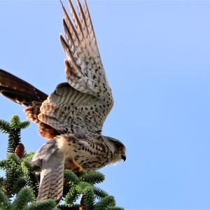 Common Kestrel