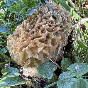 Yellow Morel