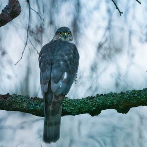 Eurasian Sparrowhawk