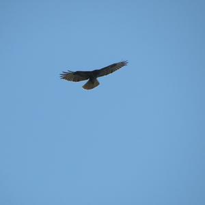 Common Buzzard