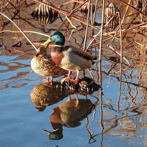 Mallard