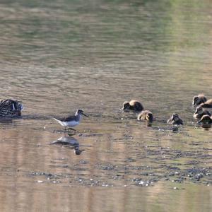 Green Sandpiper