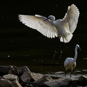 Little Egret