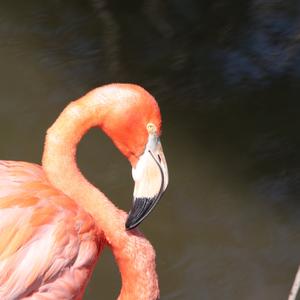 Greater Flamingo