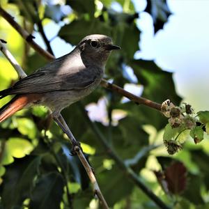 Black Redstart