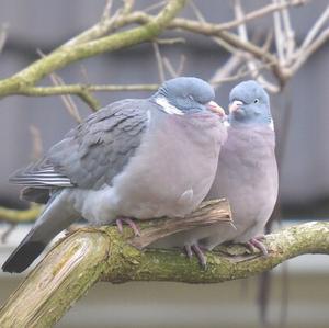 Common Wood-pigeon