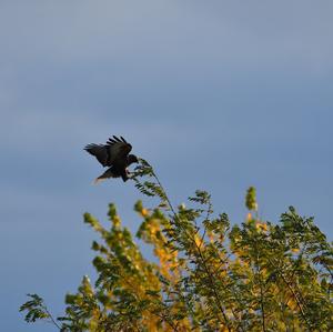 Common Buzzard