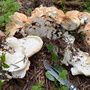 Sheep Polypore