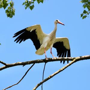 White Stork