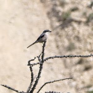 Great Grey Shrike