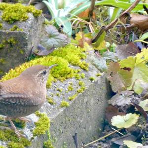 Winter Wren