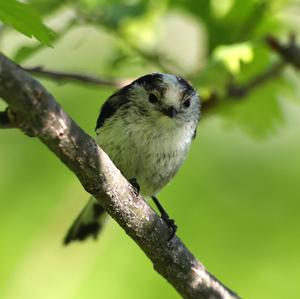 Long-tailed Tit