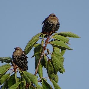 Common Starling