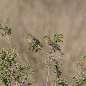 European Serin