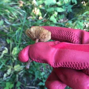 Fairy Ring Mushroom