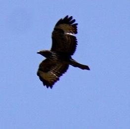 Common Buzzard