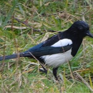 Black-billed Magpie