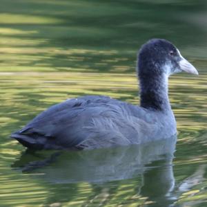 Common Coot