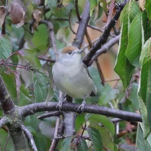 Blackcap