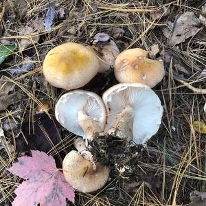 Unknown Species