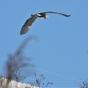 Grey Heron