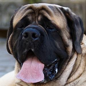 Mastiff